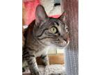 Adopt Austin a Domestic Short Hair, Tabby