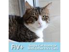 Adopt Oliver a Domestic Short Hair