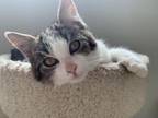 Adopt Courage a Domestic Short Hair