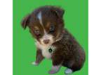 Miniature Australian Shepherd Puppy for sale in Bogue Chitto, MS, USA