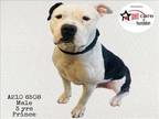 Adopt PRINCE a Pit Bull Terrier