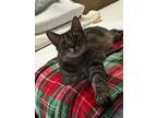 Adopt Mushu a Tabby, Domestic Short Hair