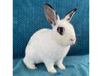 Adopt HAMILTON a Bunny Rabbit