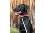 Adopt Crystal Mountain / Licorice a Labrador Retriever