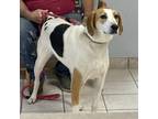 Adopt Hopper a Foxhound