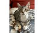 Adopt Lucca a Domestic Short Hair, Tabby