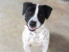 Adopt BANJO a Pointer, Mixed Breed