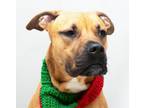 Adopt Rooster a Rhodesian Ridgeback