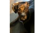 Adopt Frankie a Catahoula Leopard Dog, Boxer