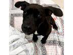 Adopt Panchito a Labrador Retriever, Mixed Breed