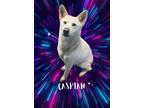 Adopt Caspian a Husky, Mixed Breed