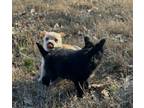 Adopt Buddy aka Batman a Pomeranian, Cairn Terrier