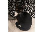 Adopt Binx a American Shorthair