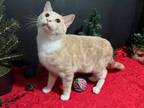 Adopt Nacho a Tabby, Domestic Short Hair