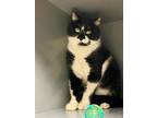 Adopt Rudolph a Domestic Short Hair