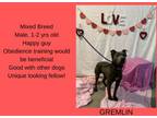 Adopt Gremlin a Pit Bull Terrier, Golden Retriever