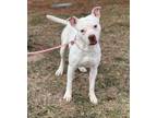 Adopt Brody a Pit Bull Terrier, Mixed Breed