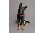 Adopt Pascal a German Shepherd Dog