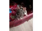 Adopt Fraser, Noble, Douglas a Rat