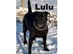 Adopt Lulu a Rottweiler, Mastiff
