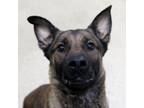 Adopt Cupid a German Shepherd Dog