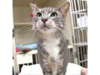 Adopt Hunter/Quentin a Domestic Short Hair