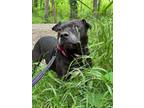 Adopt Harper a Pit Bull Terrier