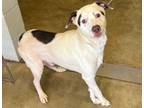 Adopt Leo a Australian Shepherd, Pit Bull Terrier