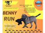 Adopt Benny: a great running partner a Chocolate Labrador Retriever