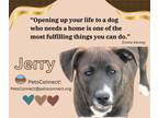 Adopt Jerry: Play Ball! a Chocolate Labrador Retriever, Basset Hound