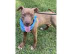 Adopt LOJACK a American Staffordshire Terrier