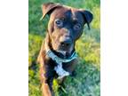 Adopt KUBO a American Staffordshire Terrier, Labrador Retriever