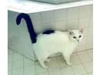 Adopt Aries a Domestic Short Hair