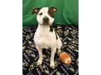 Adopt Picasso a Mixed Breed