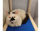 Adopt Gene Simmons a Domestic Medium Hair