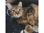 Adopt Tiger-Foster a Domestic Short Hair