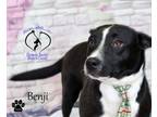 Adopt Benji--SEE NEW VIDEO--TRAINED a Black Labrador Retriever