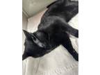 Adopt Salem a Domestic Short Hair