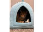 Adopt Moose & Midge a Domestic Short Hair