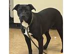 Adopt Dane a Pit Bull Terrier, Black Labrador Retriever