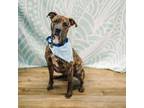 Adopt Don Julio a Mastiff, American Staffordshire Terrier