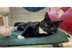 Adopt Sprite a Domestic Short Hair