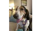 Adopt Howard a Treeing Walker Coonhound