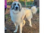 Adopt Ogre a Great Pyrenees