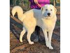 Adopt Chico a Great Pyrenees
