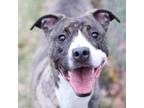 Adopt CASH a Pit Bull Terrier, Mixed Breed