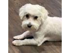 Adopt Havanese - Alvi a Havanese