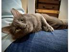 Adopt FOX a Domestic Medium Hair, Domestic Short Hair