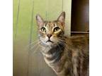 Adopt Goofy a Domestic Short Hair