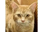 Adopt Cheeseball a Domestic Short Hair